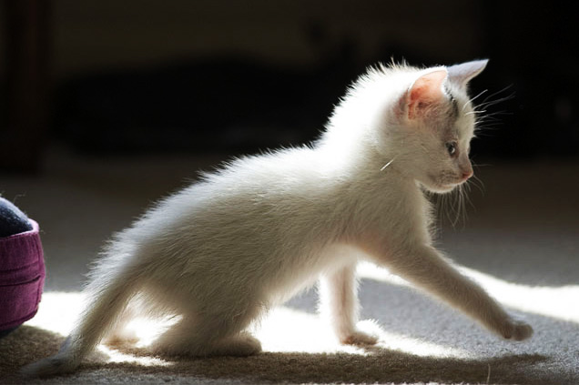 «Эти глаза напротив…» 